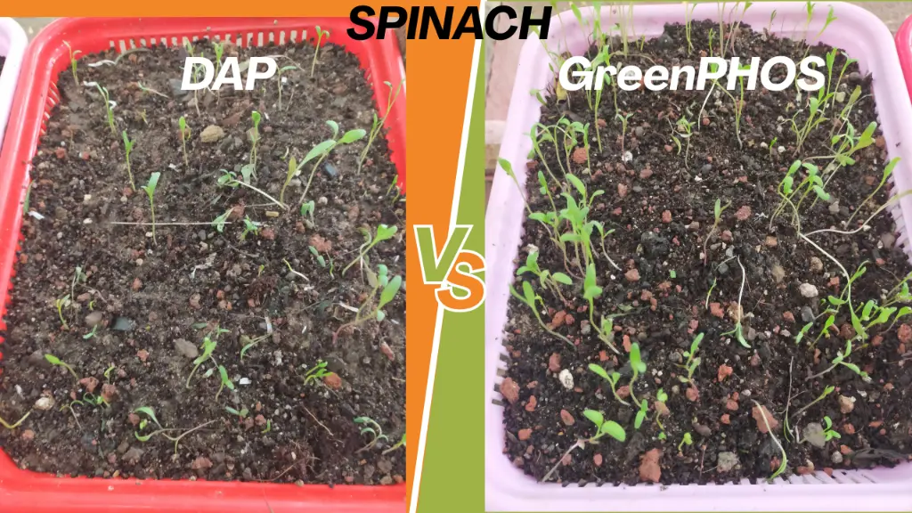 Spinach Trials.webp