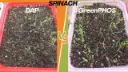 Spinach Trials.webp