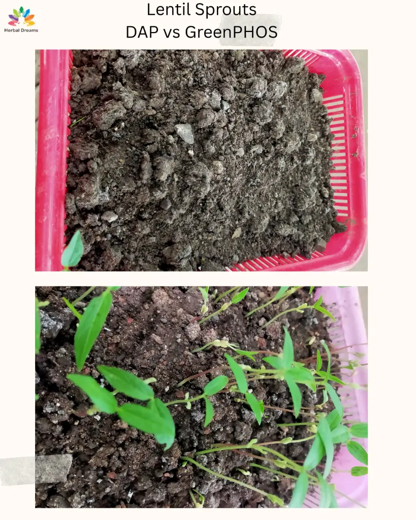 Lentil DAP vs GreenPHOS 2.webp