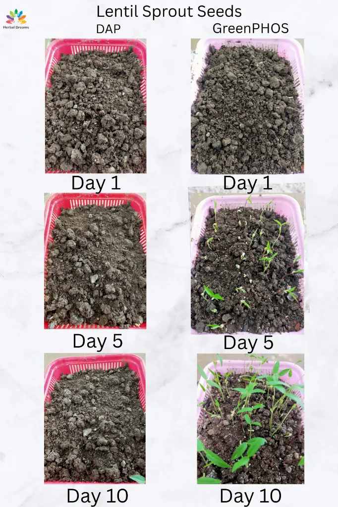 Lentils DAP vs GreenPHOS.webp