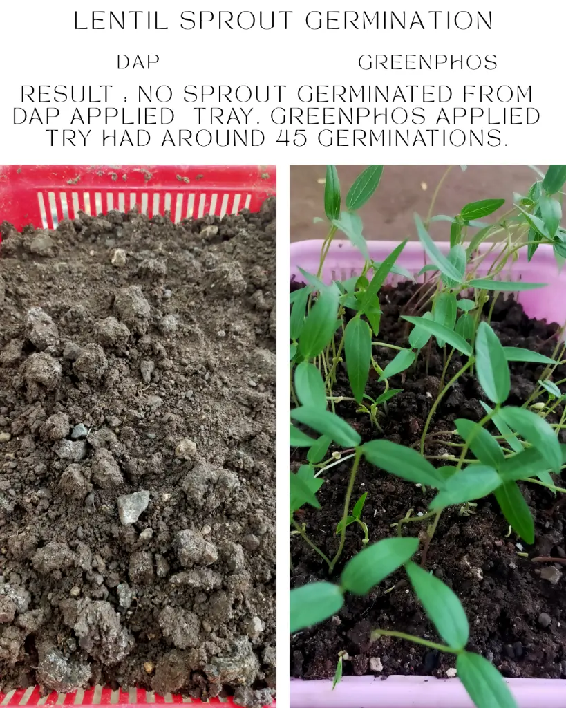 Lentil DAP vs GreenPHOS.webp