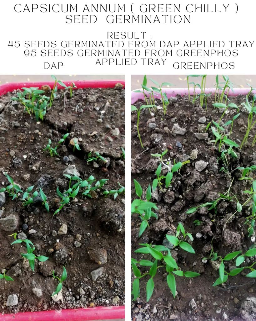 Chilly DAP vs GreenPHOS 2.webp