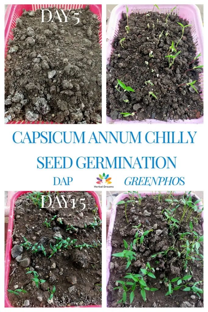 Chilly DAP vs GreenPHOS.webp