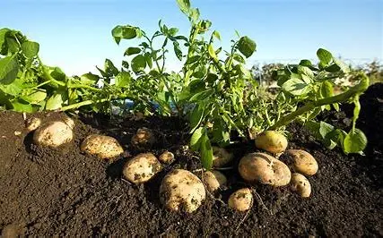 potato in soil1.webp