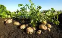 potato in soil1.webp