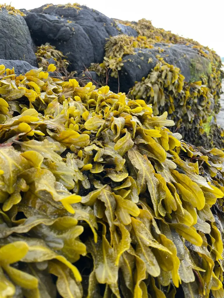 AlgaeVita Seaweed Extract Liquid / Gel / Powder